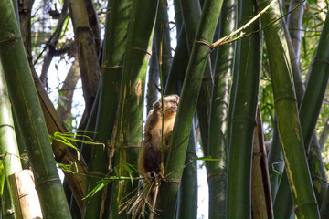 Monkey from Brazil