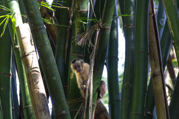 Monkey from Brazil