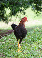Démarche de coq