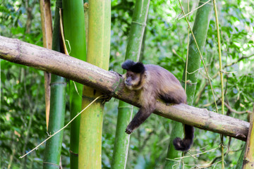 Monkey from Brazil