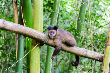 Monkey from Brazil