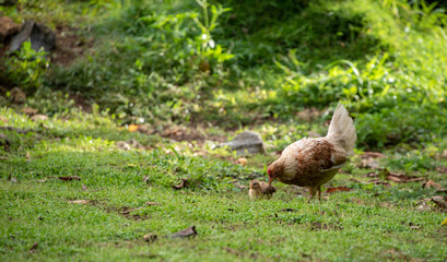 Poule et son poussin