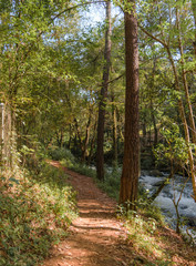Path between trees, plants and a lake