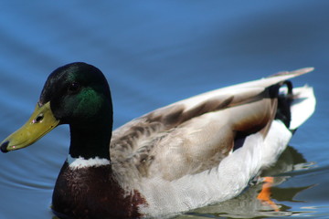 Duck on a lake