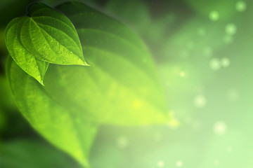 Green betel leaves for green background bokeh effects - obrazy, fototapety, plakaty