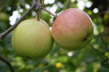 Dojrzewające jabłka odmiana Rubinola - obrazy, fototapety, plakaty
