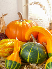 Pumpkins and Gourds in a Sunny Window