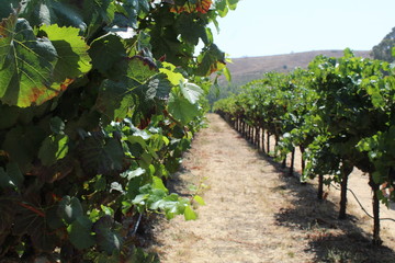 Fototapeta na wymiar Row of grape vines in a vineyard