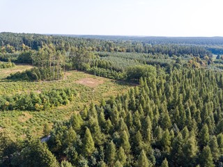 Forest seen from above.  Beautiful drone landscape.