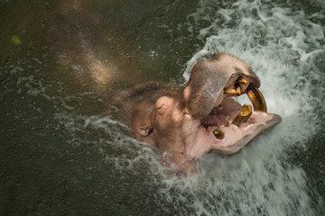 Hippopotamus in the water