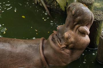 Fototapeta na wymiar Hippopotamus in the water