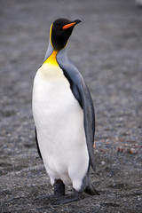 Beautiful Shots Cute Penguins Antarctica Snow