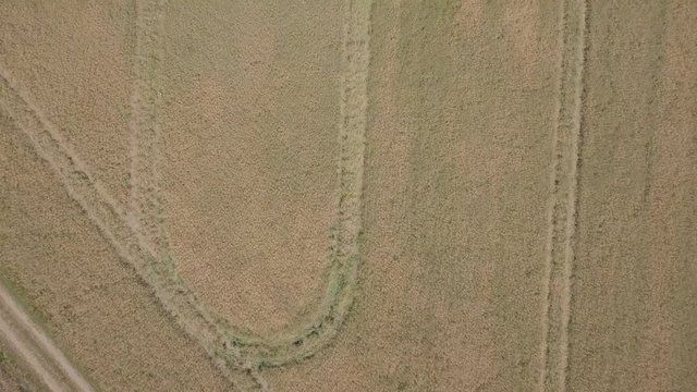 Flight over cereal field at summer. 4k aerial drone footage.