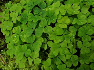 Close up view of the shamrocks decorated with raindrops in the middle of the forest.