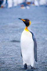 Fototapeta na wymiar Beautiful Shots Cute Penguins Antarctica Snow