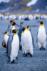 Fototapeta premium Beautiful Shots Cute Penguins Antarctica Snow