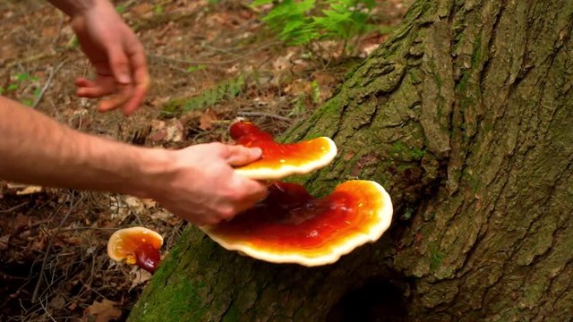 Man forages Reishi mushrooms in a hemlock forest. Reishi mushroom is a prized medicinal mushroom ( Ganoderma tsugae ) known for its immune system boosting properties.