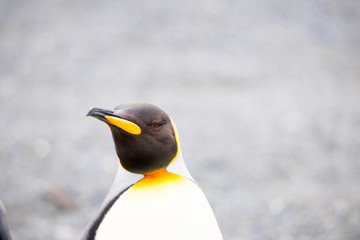 Fototapeta na wymiar Beautiful Shots Cute Penguins Antarctica Snow