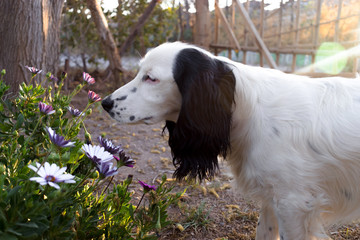 Perro blanco