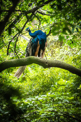 peacock in the   forest