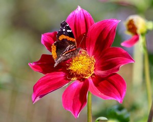 Painted Lady Butterfly feeding on Red Dahlia