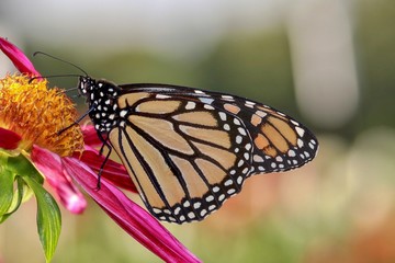 Monarch Butterfly Portrait, isolated, closeup, blurred background