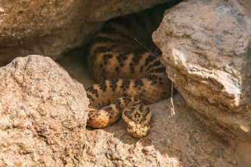 Rattlesnake