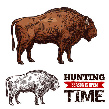 Hunting time sketch vector poster with buffalo