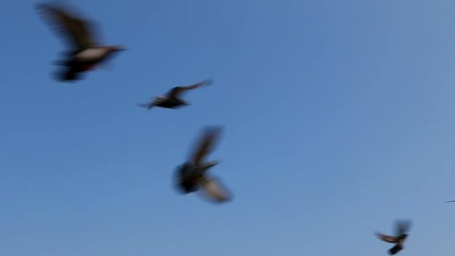 pegion flying in the sky