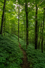Fototapeta na wymiar Green Summer Forest with Thin Dirt Trail