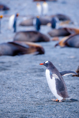 Beautiful Shots Cute Penguins Antarctica Snow