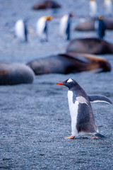 Fototapeta premium Beautiful Shots Cute Penguins Antarctica Snow
