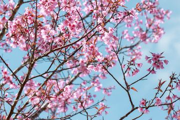 Wild Himalayan Cherry Blossoms in spring season (Prunus cerasoides), Sakura in Thailand, selective focus, Phu Lom Lo, Loei, Thailand.