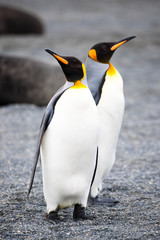 Fototapeta premium Beautiful Shots Cute Penguins Antarctica Snow