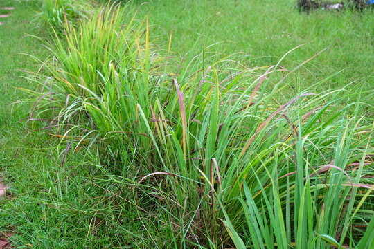  Lemon grass or Cymbopogon citratus,  Herb , Thailand