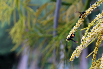 Wasp and Bees are flying swarm around the pollen of betel palm flowering