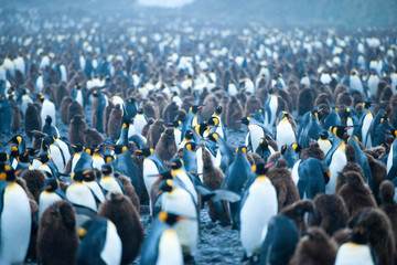 Beautiful Shots Cute Penguins Antarctica Snow