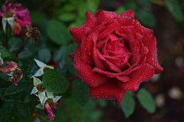 Raindrops on Red Rose