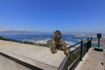 Monkey Hanging Out