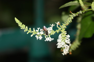 white tiny flower of plant hard light zoom