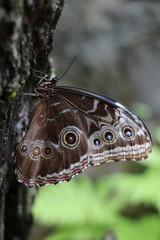 Fototapeta premium papillon