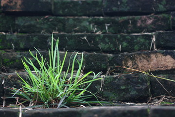 small grass on brick wall