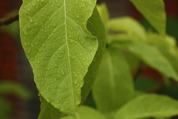 rain drop macro on leaf close up