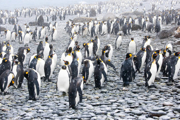 Beautiful Shots Cute Penguins Antarctica Snow