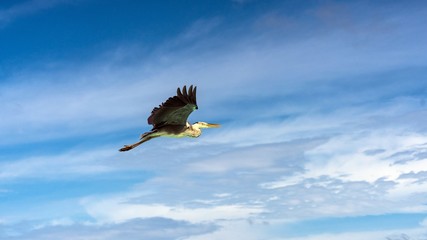 Heron flying over the beach in Maldives.