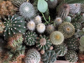 Obraz premium Cactus