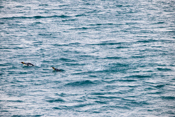 Fototapeta premium Beautiful Shots Cute Penguins Antarctica Snow