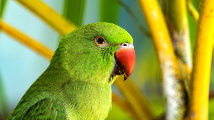 Exotic parrot in tropical forest. Maldives. Wild nature.