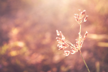 grass flower at sunset  with bokeh light  and dew drops  vintage filter effect   relax photo nature wallpaper background