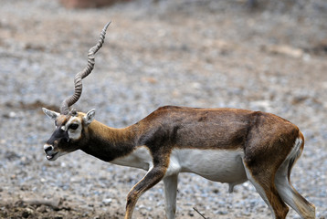 Blackbuck